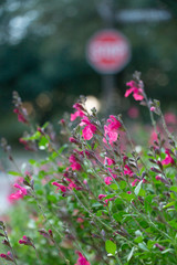 Obraz premium Salvia gregii or Red Sage