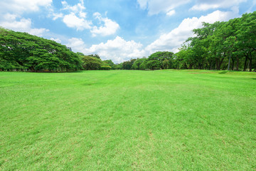 Beautiful landscape in park with green grass field.