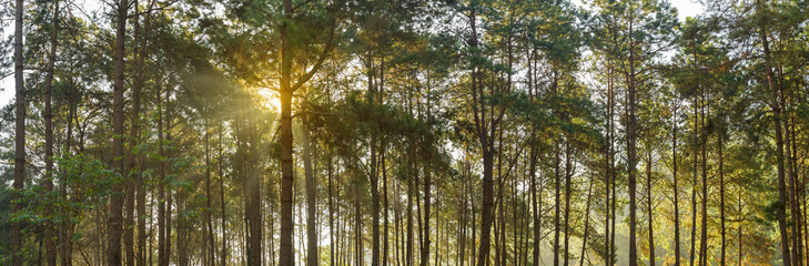 Fototapeta premium Panoramic pine tree with sunny early in the morning