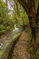 bajando escaleras en el bosque