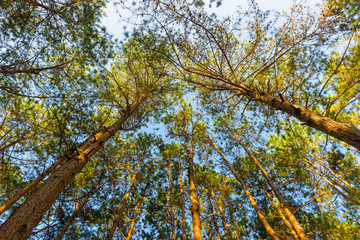 Pine forest from low angle with sunny early in the morning