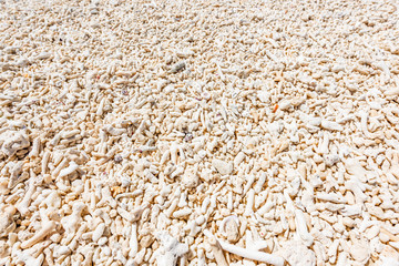 珊瑚のビーチ　Coral Beach