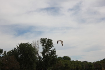 seagull