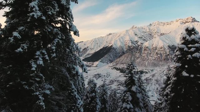 Delightful view from drone camera displaying winter scenery of snow covered pine trees in woods and mountains with number of high snowy peaks on background of crystal blue sky on sunny day.