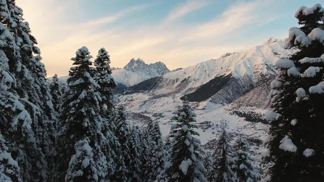 Stunning view from drone camera displaying winter scenery of snow covered pine trees in woods and mountains with number of high snowy peaks on background of crystal blue sky on sunny day.