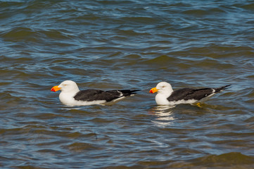 Two Pacific Gulls on Water