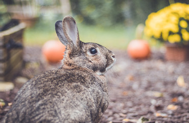 Adorable gray and brown domestic bunny rabbit in an autumn garden with mums and pumpkins, vintage setting