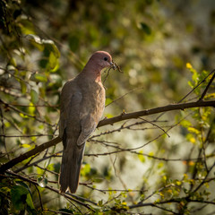 Dove with twigs in mouth at Keoladeo Bird Sanctuary, Rajasthan