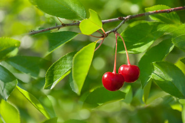 Two berries of red and sweet cherries on a branch with leaves in the garden. Cherry tree branch with harvest.