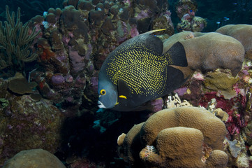 Naklejka na ściany i meble French angelfish on coral reef at Bonaire Island in the Caribbean