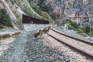 Two wild deers crossing the railway track at the South of Spain in Malaga. Railway lines, roads, pipes the human culture closing the natural wild life making it more danger than their predators
