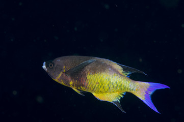 Creole wrasse on coral reef at Bonaire Island in the Caribbean