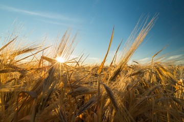 Sun Shining over Golden Barley / Wheat Field
