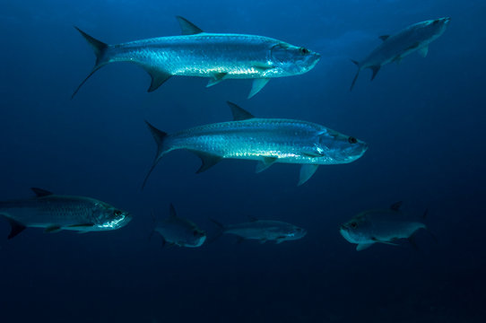 School of tarpons on coral reef at Bonaire Island in the Caribbean