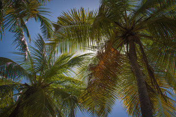Fototapeta na wymiar Palm Tree Island