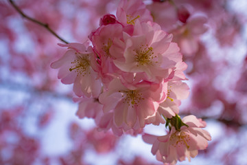 Cherry Blossoms