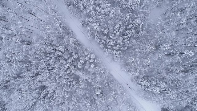 Aerial - Top down view of couple ski walking on forest road