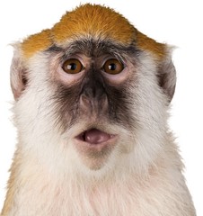 Monkey With Mouth Open Close-Up - Isolated