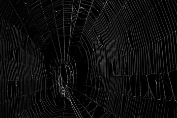 Real spider web isolated on black