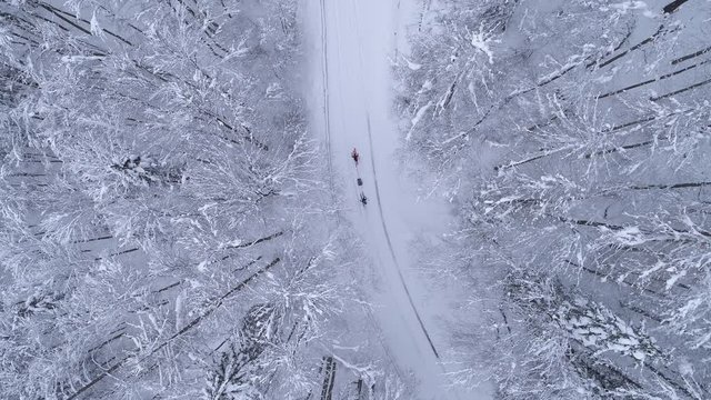 Aerial - Couple ski walking on forest road and one of them using ski sled