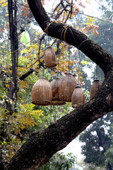 Bamboo lanterns hanging from a tree in old quarter Hanoi