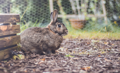 Adorable gray and brown domestic bunny rabbit in an autumn garden with mums and pumpkins, vintage setting