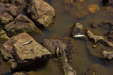 Oxygenated water in low water, freshwater fish dead in rock pools.
