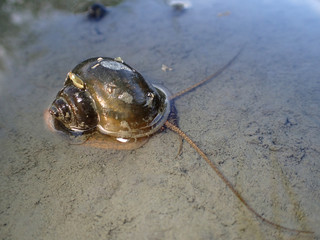 ジャンボタニシ