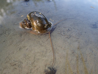 ジャンボタニシ