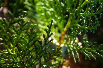 Obraz premium Incense cedar tree Calocedrus decurrens branch close up.