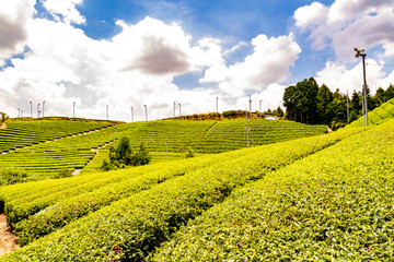view of tea field