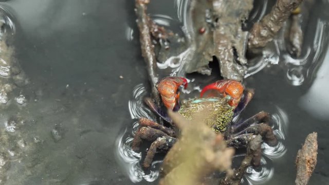 Mangrove forest crabs finding for some food.
