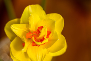 Amazing yellow huge bright daffodils in sunlight. Close-up, macro, perfect image for greeting card, spring background.