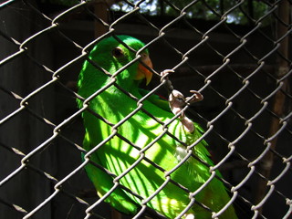 green parrot