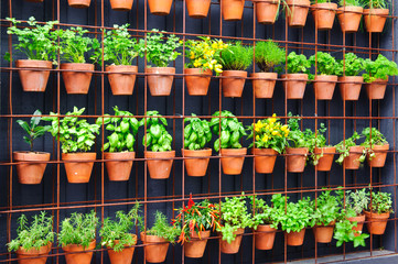 Vertical herb garden in individual terracotta pots