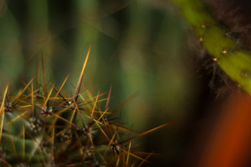 Cactus echinopsis tubiflora