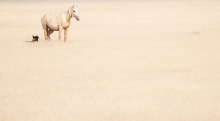 Onaqui Herd of Utah