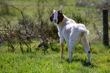 A brown and white goat in a fenced farm field