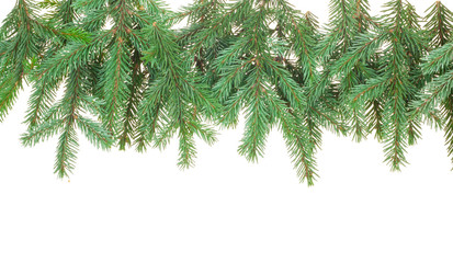 Fir branches on white
