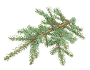 Fir branches on white