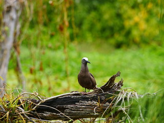 Noddi Brun, indigène Rodrigues, île aux Cocos