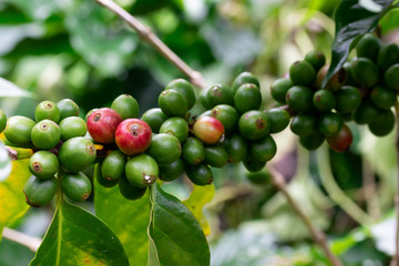 Coffee beans on coffee tree in the garden
