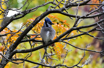 Colorful Blue Jay Close Up