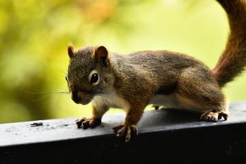 Adorable Squirrel Close Up