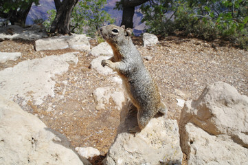 squirrel on rock