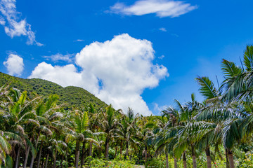 Obraz premium 沖縄石垣島 米原 ヤシの群生