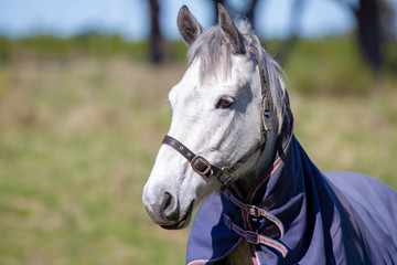 A grey horse wears a blue cover to protect it from the cold weather