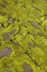 苔むしたレンガ床