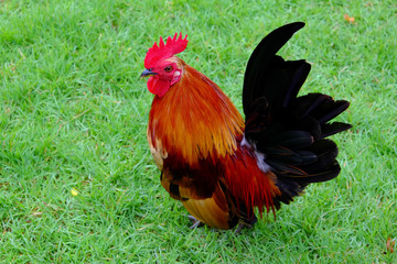 Beautiful chicken