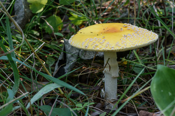 yeelow mushroom on the forest floor